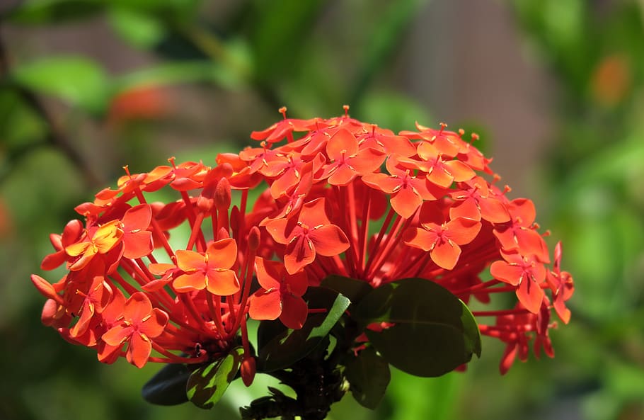 blossom, bloom, red, red flowers, ixora, tropics, plant, coccinea, flower, flowering plant