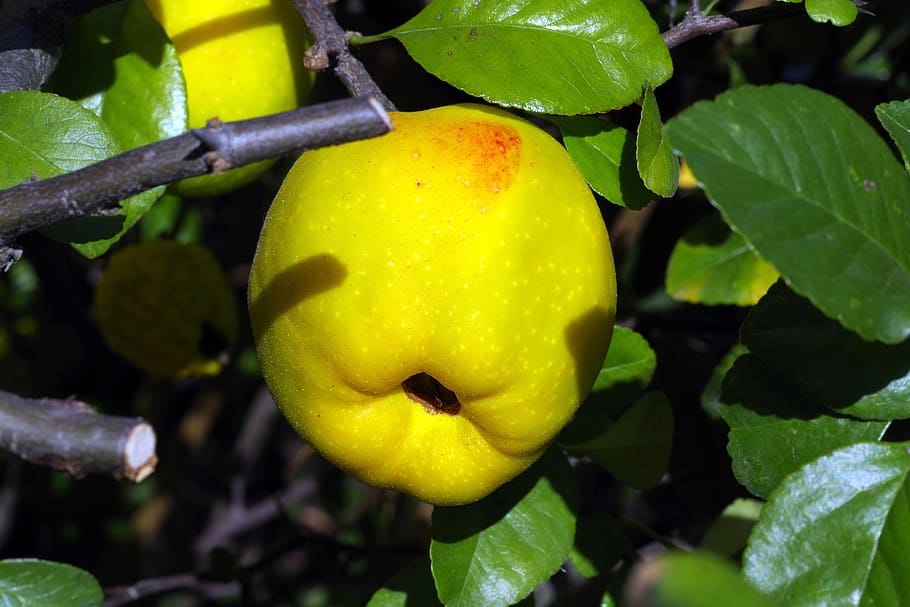 quince, chaenomeles, fruit, apple green, yellow, ornamental plants, health, natural, barbed, bush