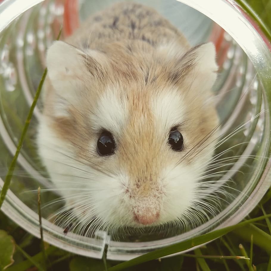 brown, white, guinea pig, inside, clear, glass jar, hamster, cute, animal, pet