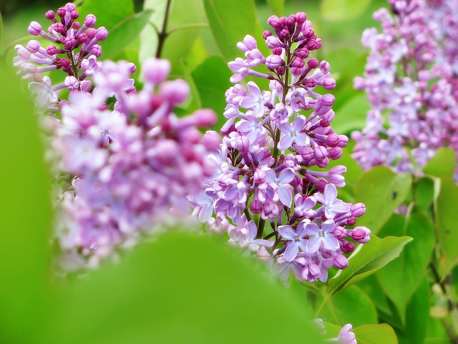 Lilac, Colors, Blossom, Blossoms, Flower, flowers, flora, plant, pink, green