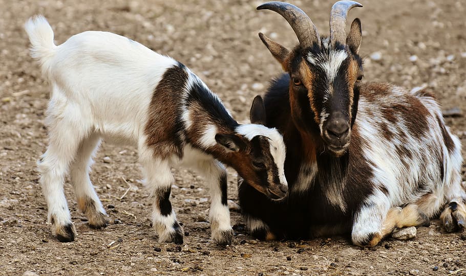brown, black, white, goat, kid, ground, goats, mama, child, young animal