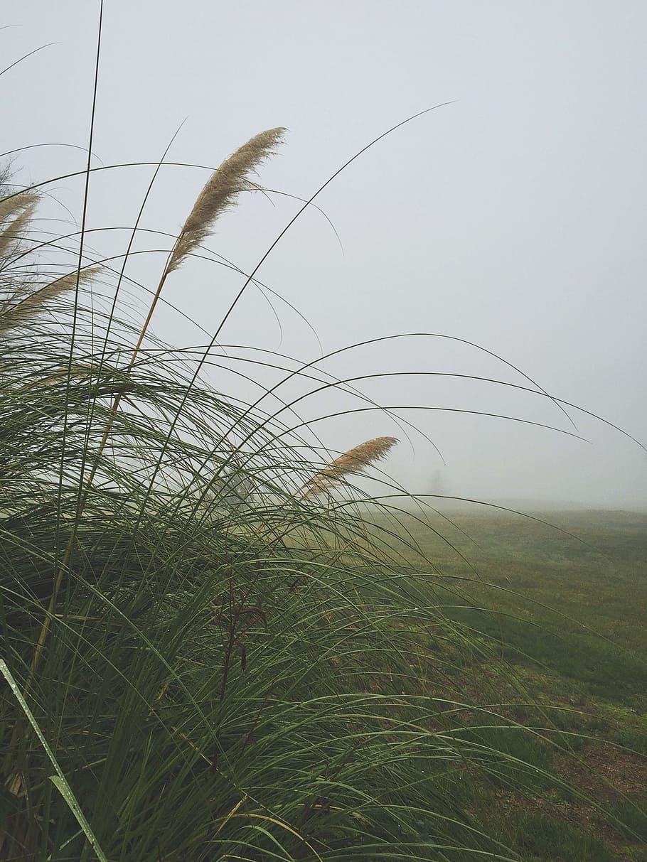 Fog, Grass, Weeds, Mist, Season, green, foggy, day, landscape, foliage