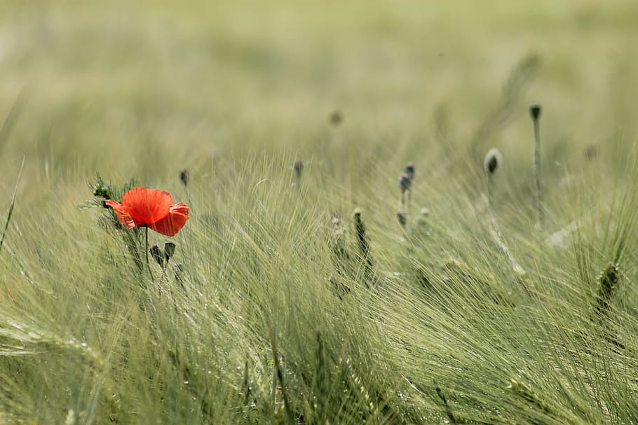 shallow, focus photography, red, flower, red Poppy, daytime, meadow, field, wheat, landscape