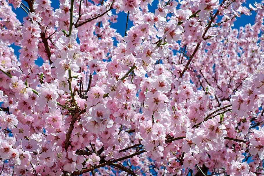 rosa, preto, árvore de sakura, cerejeiras japonesas, flores, árvore, árvore de flores, primavera, cerejeira japonesa, flor de cerejeira