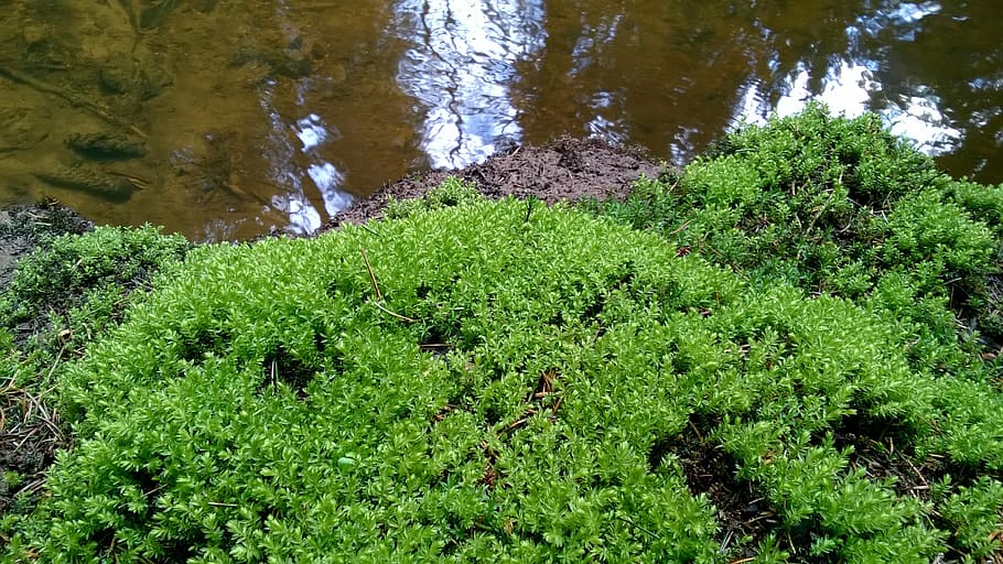 moss, forest, bach, water, green color, plant, growth, nature, tranquility, day