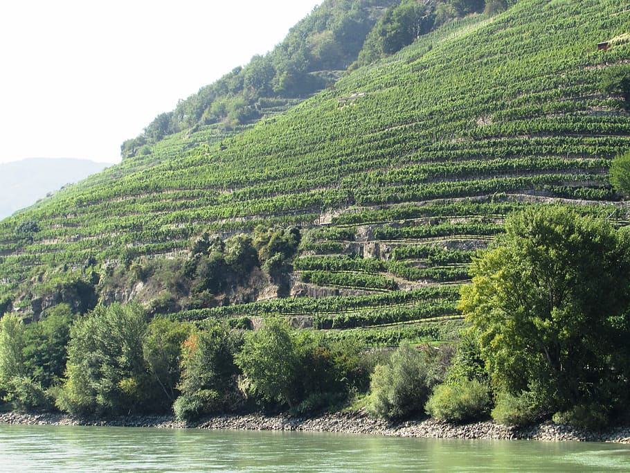 Kebun Anggur, Lereng, Danube, Lembah, Wachau, lembah danube, austria, alam, lanskap, pemandangan