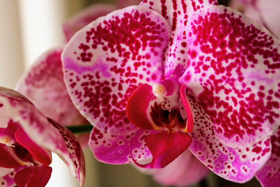 orquídea, phalaenopsis, tropical, flor, macro, pétalo, exótico, floreciente, color rosado, planta floreciendo