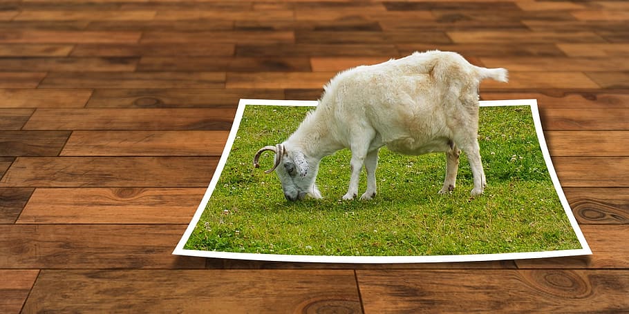 putih, kambing, makan, ilustrasi rumput, mengedit gambar, ebv, melepaskan, program editing gambar, 3d, photoshop