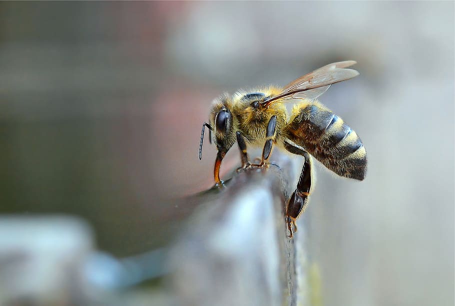 lebah, serangga, makro, merapatkan, alam, minum, sayap, madu, nektar, invertebrata
