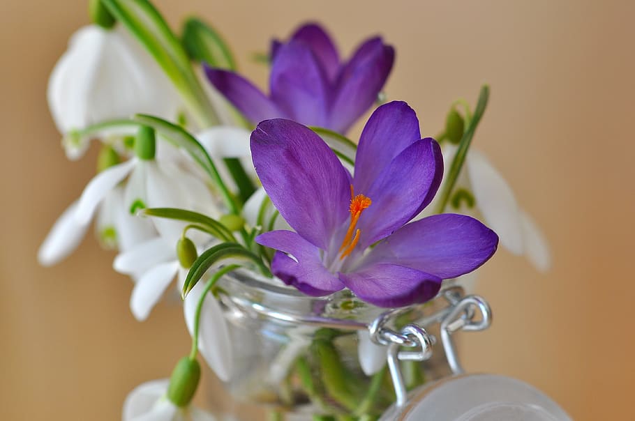 crocus, snowdrop, lily of the valley, flowers, plant, blossom, bloom, white, purple, violet