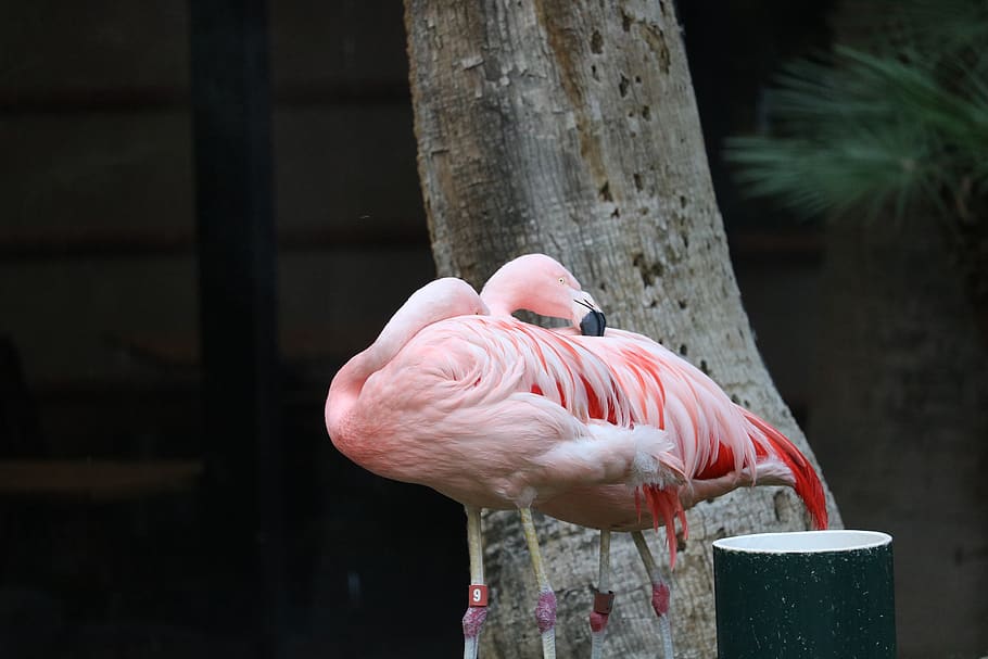 flamingo, pink flamingo, pink, bird, tropical, nature, feather, flamingos, animals, zoo