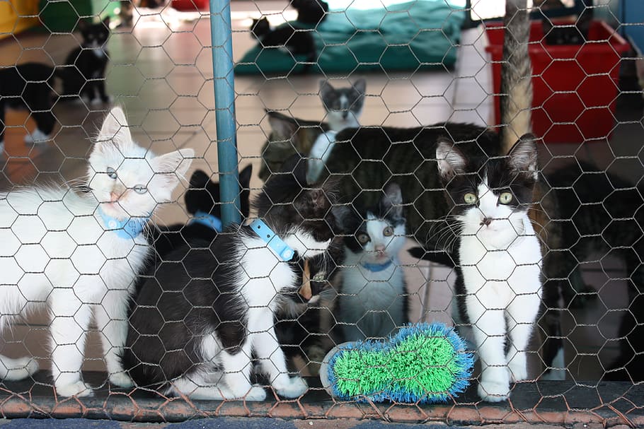 kitten, kennel, kitty, feline, cute, hair, animal, animal themes, vertebrate, fence