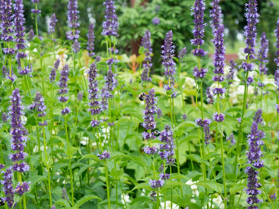 lavender, field, flower, farm, outdoors, garden, nature, plant, landscape, green