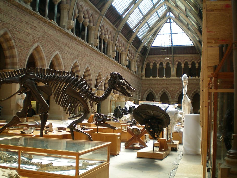 brown, dinosaur skeletons, inside, museum, oxford, england, muzeum, bones, termeszettudomany, skeleton