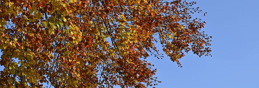 yellow, leafed, plant, clam sky, autumn tree, autumn, fall foliage, colorful, tree, emerge