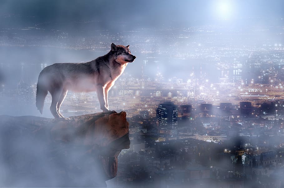 wolf, night, city, foggy, moon, sky, animal, moonlight, fantasy, wild