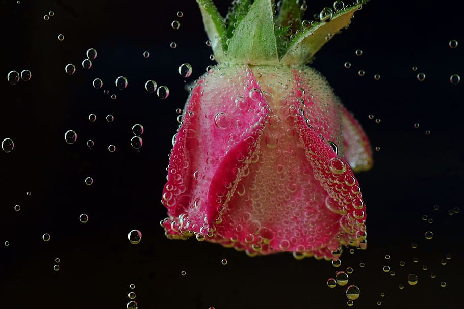rose, underwater, water, blubber, blow, water bubbles, air bubbles, gas bubbles, beautiful, pink