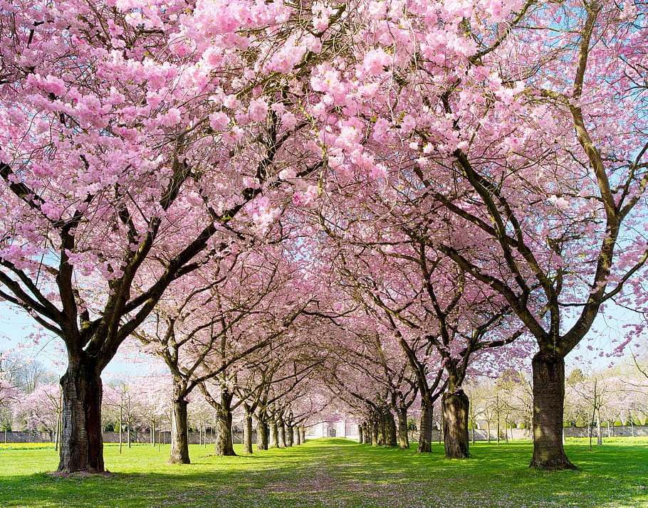 Spring, Warm, Flower, Open, Pink, pink flower, alley, tree, blossom, springtime