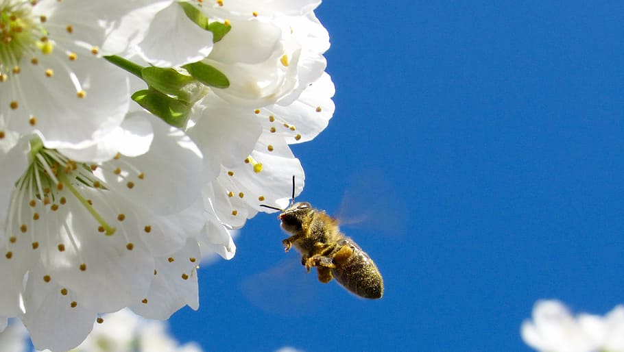 honeybee, flying, front, white, petaled flower, bee, pollination, flowers, wings, flying insect