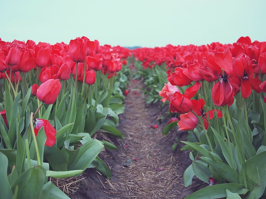 merah, bidang tulip, biru, langit, foto fokus, dangkal, fokus, fotografi, tulip, lapangan