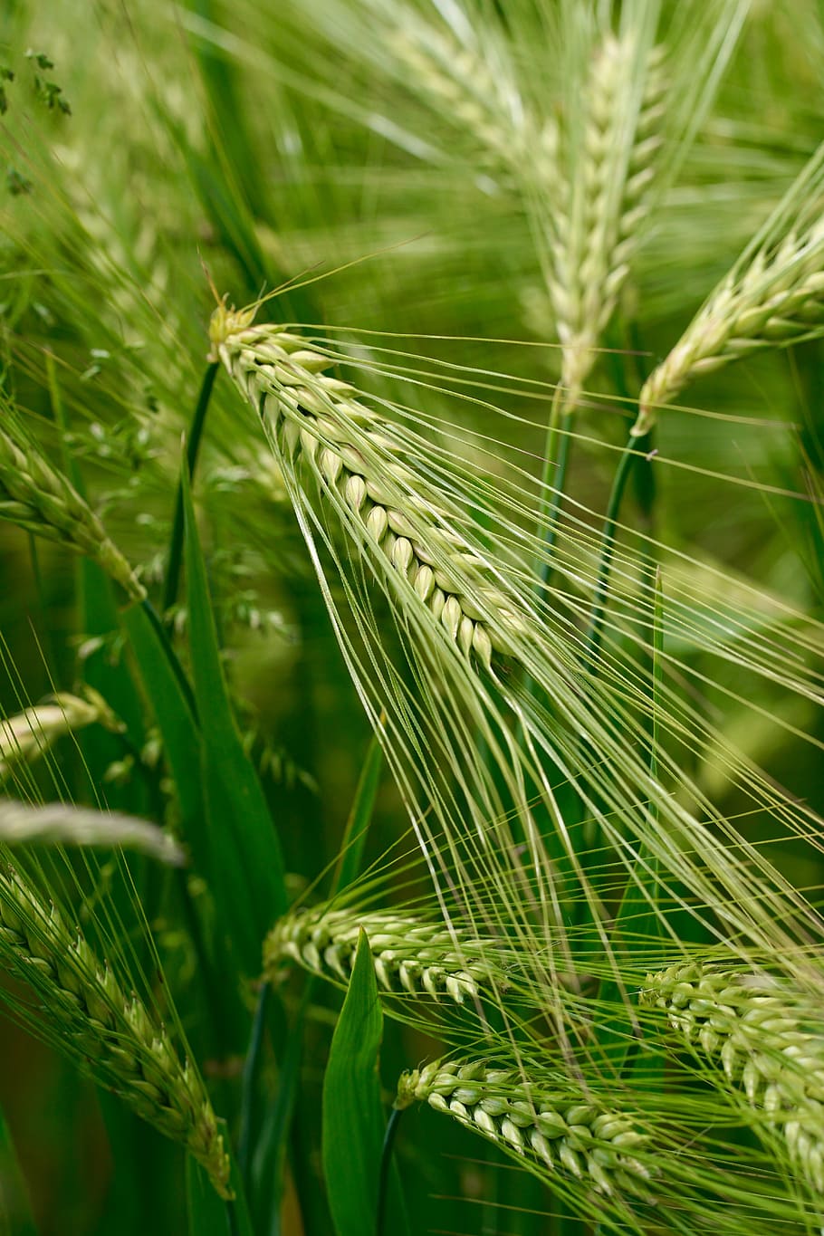 trigo, ary, naturaleza, grano, agricultura, cereal Planta, cultivo, granja, crecimiento, escena rural
