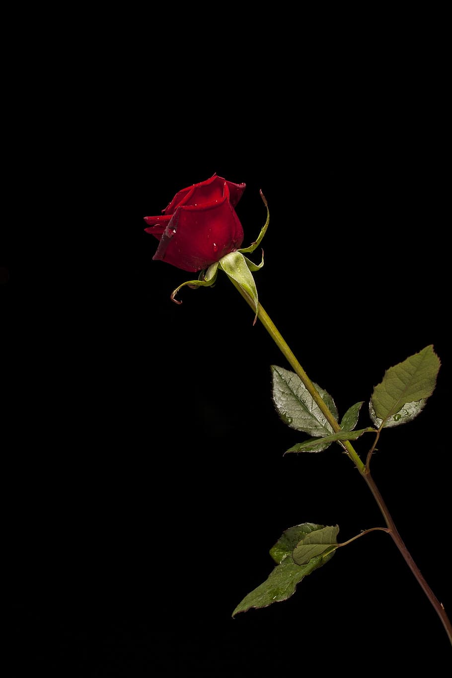 single, stem, rose, flower, red, macro, nature, close, red rose, the rose garden