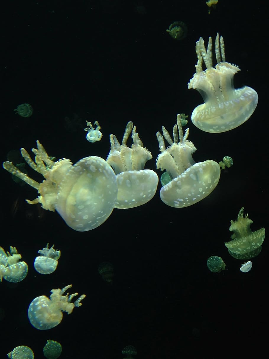 vancouver aquarium, jellyfish, underwater, aquarium, vancouver, jelly, fish, animal, creature, glowing