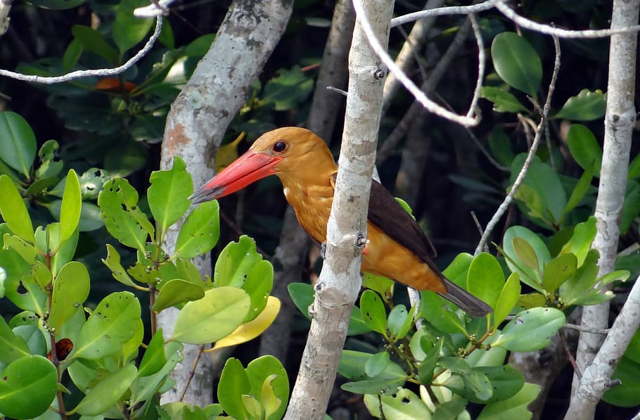 brown-winged kingfisher, bird, Brown-Winged Kingfisher, Bird, kingfisher, pelargopsis amauroptera, alcedinidae, fauna, aves, wildlife, nature