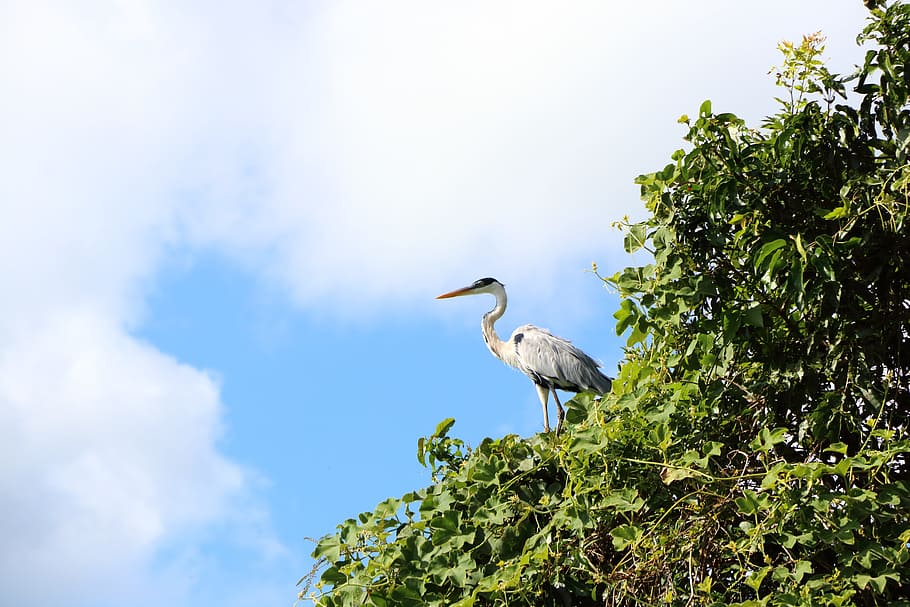white, bird, tree, nature, animal world, sky, summer, waters, river, puddle