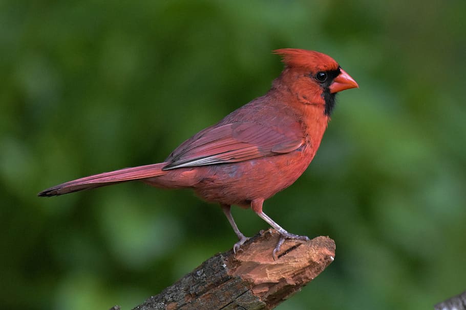 male northern cardinal, perched on a log, semi-profile, bird, red bird, medium green blurred background, animal themes, animals in the wild, animal, animal wildlife