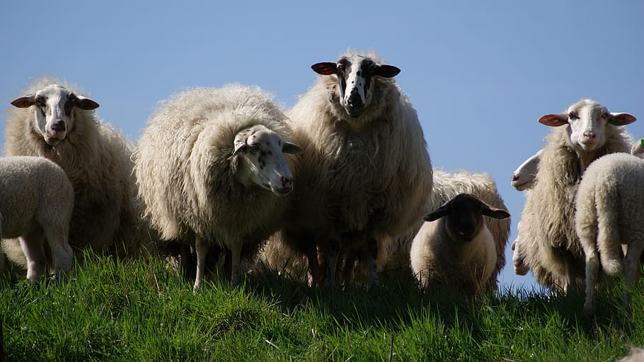ovelhas, animais, grama, campo, fazenda, mamífero, temas de animais, animal, animais domésticos, gado