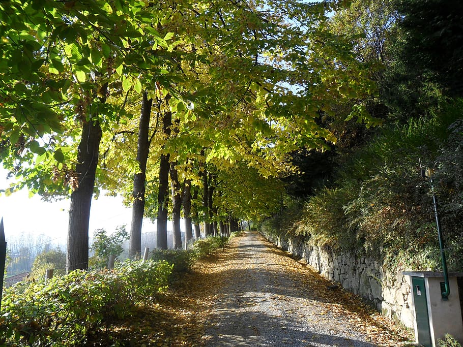road, ascent, trees, viale, tree, plant, direction, the way forward, growth, tranquility