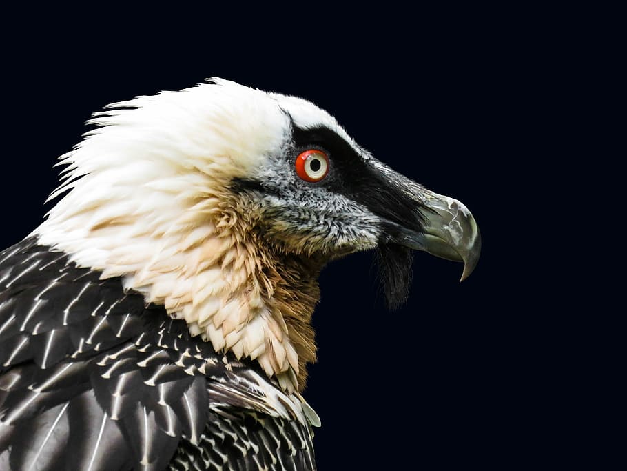 white, black, eagle, animals, bird, vulture, bearded vulture, animal portrait, tiergarten nürnberg, bill