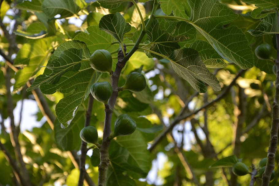 fig tree, figs, tree, green, fruit, summer, fig, branch, nature, leaf