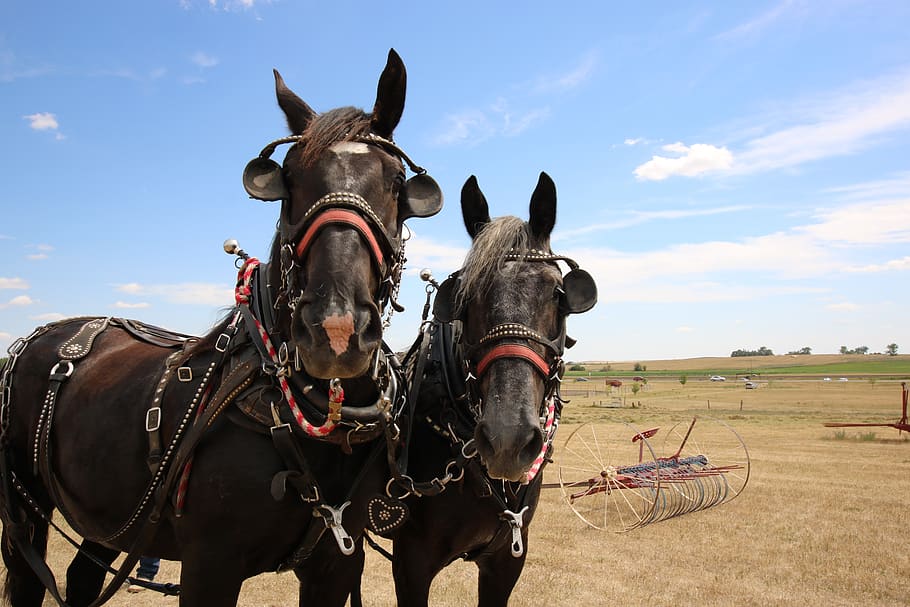 farm, rural, horses, team, horsepower, farm equipment, grass, hay, countryside, north dakota