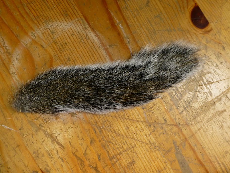 squirrel, tail, taxidermy, animal, rodent, fur, furry, fluffy, hair, soft