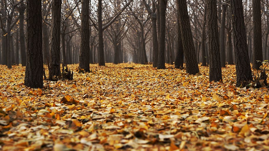 brown, trees, surrounded, leaves, autumn, dry leaves, fall, forest, landscape, nature