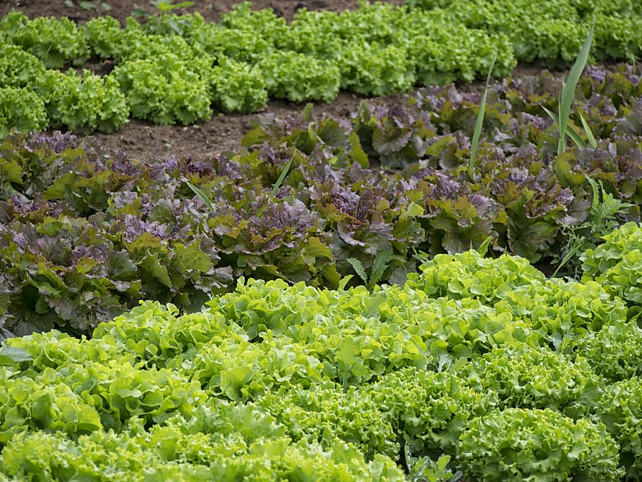 verduras de hoja verde, hortalizas, jardinero, huerta, ensalada, planta, vegetal, color verde, comida y bebida, frescura