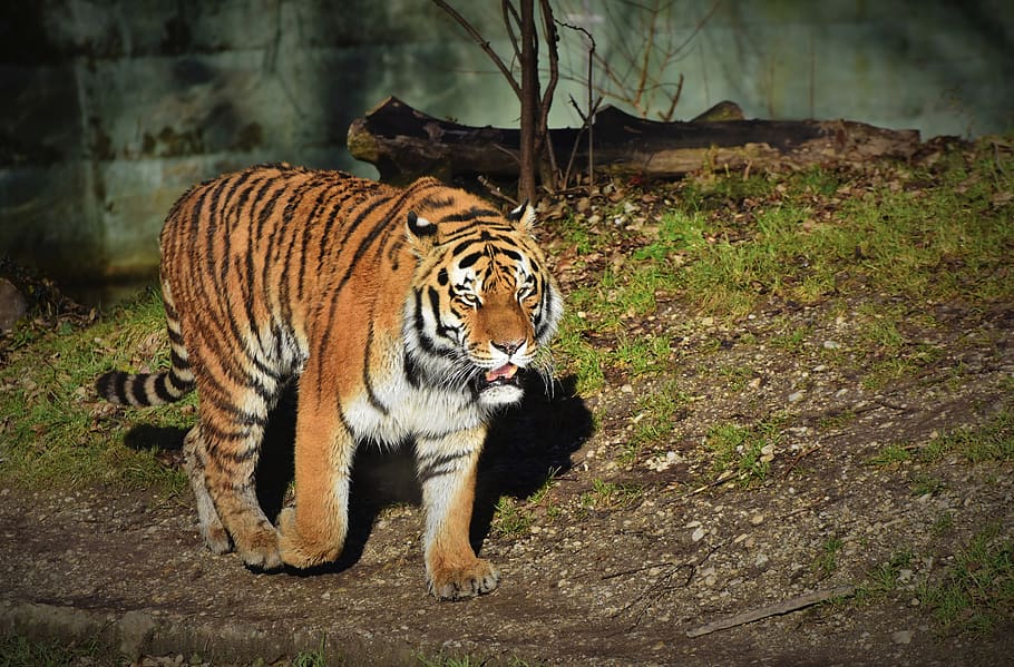 harimau, harimau Siberia, kucing besar, predator, karnivora, kucing liar, berbahaya, kebun binatang, hewan, Tierpark Hellabrunn