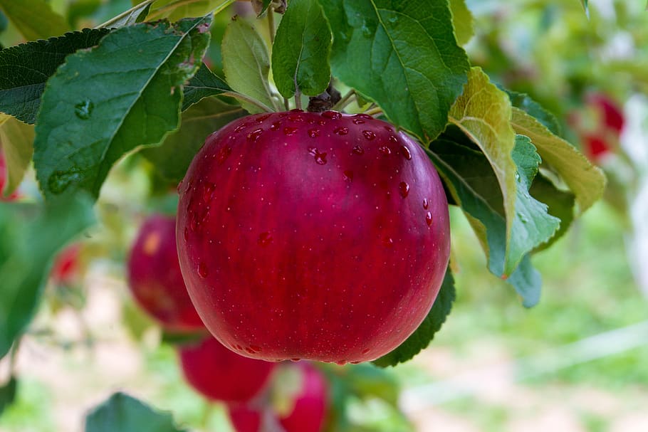 apple, apple orchard, red, agriculture, apple tree, nagao, japan, apple picking, delicious, fruit