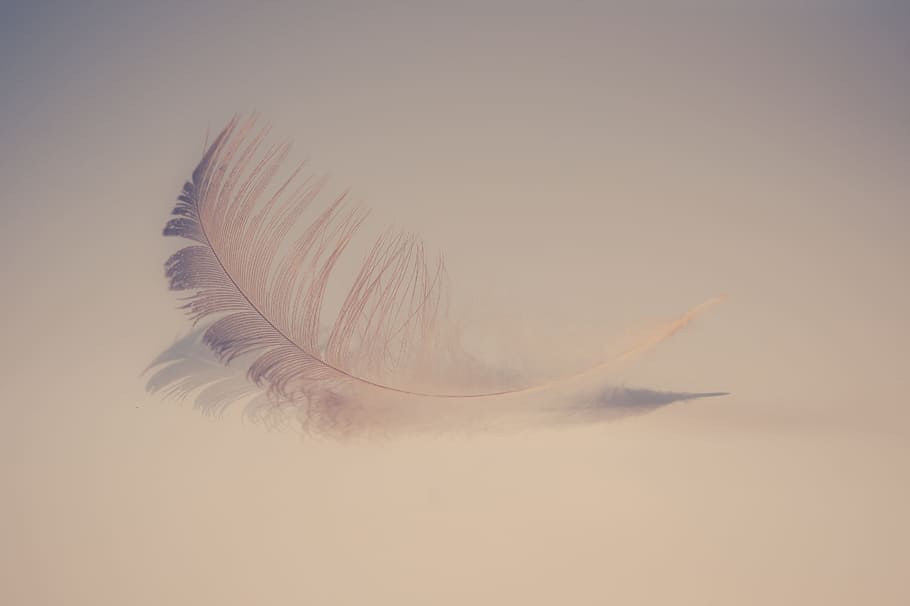 closeup, white, feather, soft, sweet, feathers, background, softness, nature, lightweight