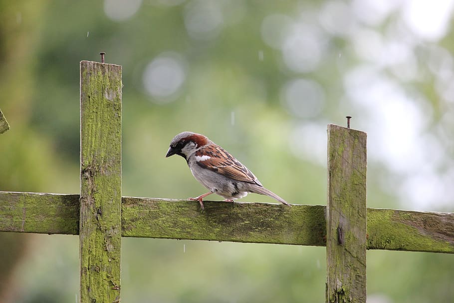 house sparrow, burung gereja, burung, pagar, bertengger, passer domesticus, fauna, pria, jenis, finch