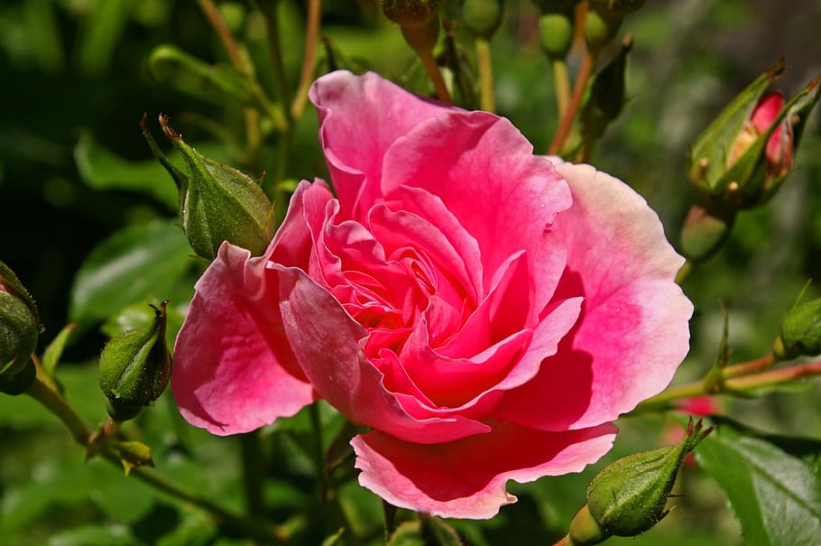 バラ, ピンクのバラ, 香料入りのバラ, バラ園, 花, バラの花, ピンク, 庭のバラ, オープンローズ, イングリッシュローズ