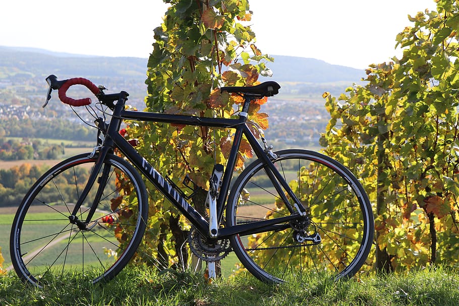 autumn, vineyards, bike, tour, canyon, road bike, autumn colours, vine leaves, nature, bicycle
