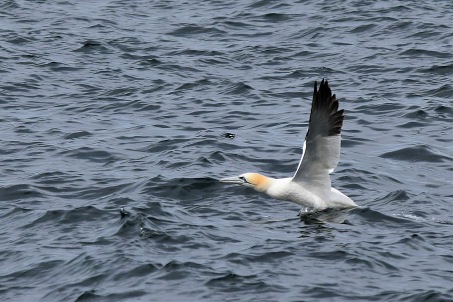 taking flight, gannet, bird, sea, ocean, wildlife, flying, water, black, white