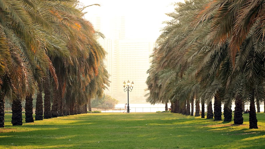 uae, landscape, emirates, dubai, tourism, arab, plant, tree, grass, nature
