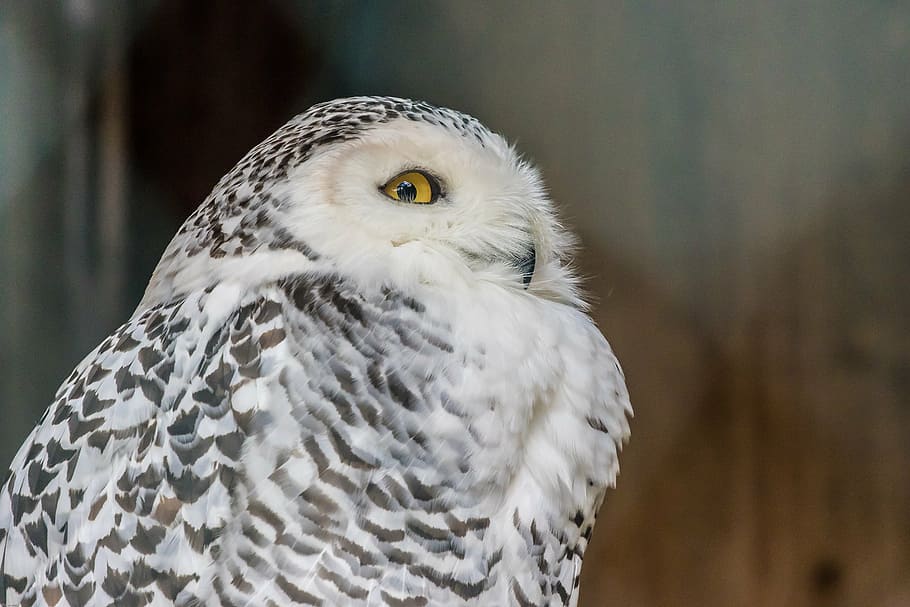 snowy owl, owl, bird, animal, plumage, white, feather, animal recording, raptor, eye