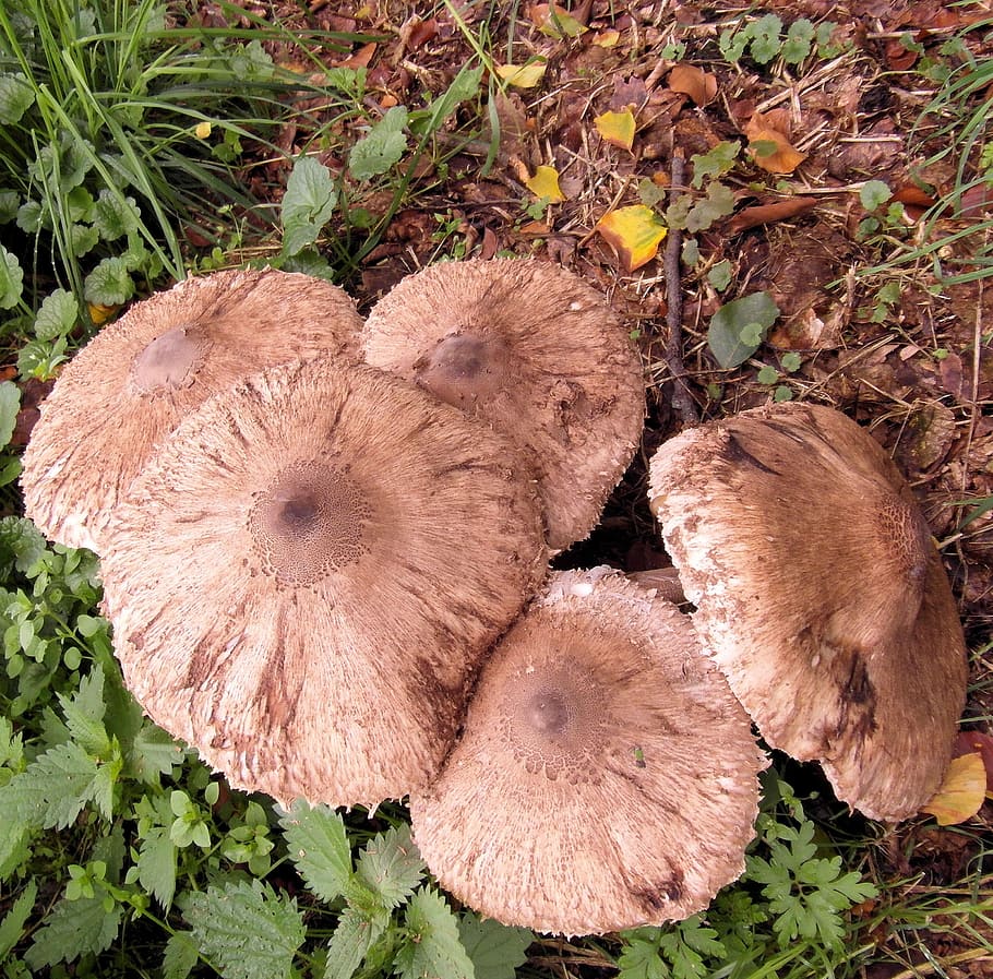 giant screen fungus, boletes, drum mallets, mushroom, forest, autumn, meadow, compost, leaves, autumn forest