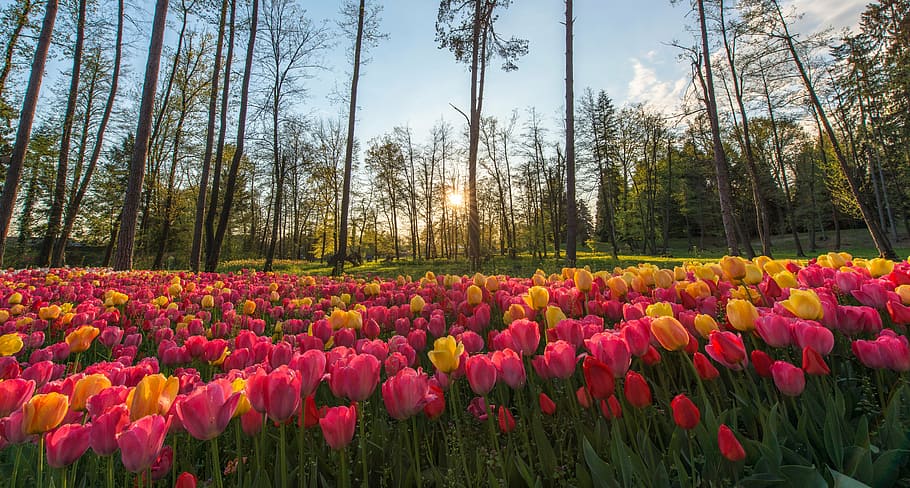 low, angle photography, pink, tulip flower, forest, calming, sky, nature, landscape, trees