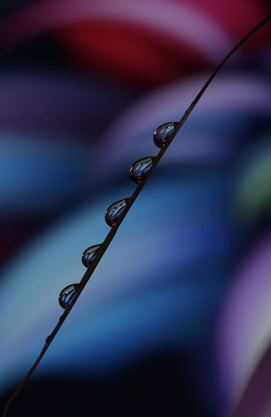 drops, macro, reflection, water, close-up, selective focus, focus on foreground, plant, nature, drop